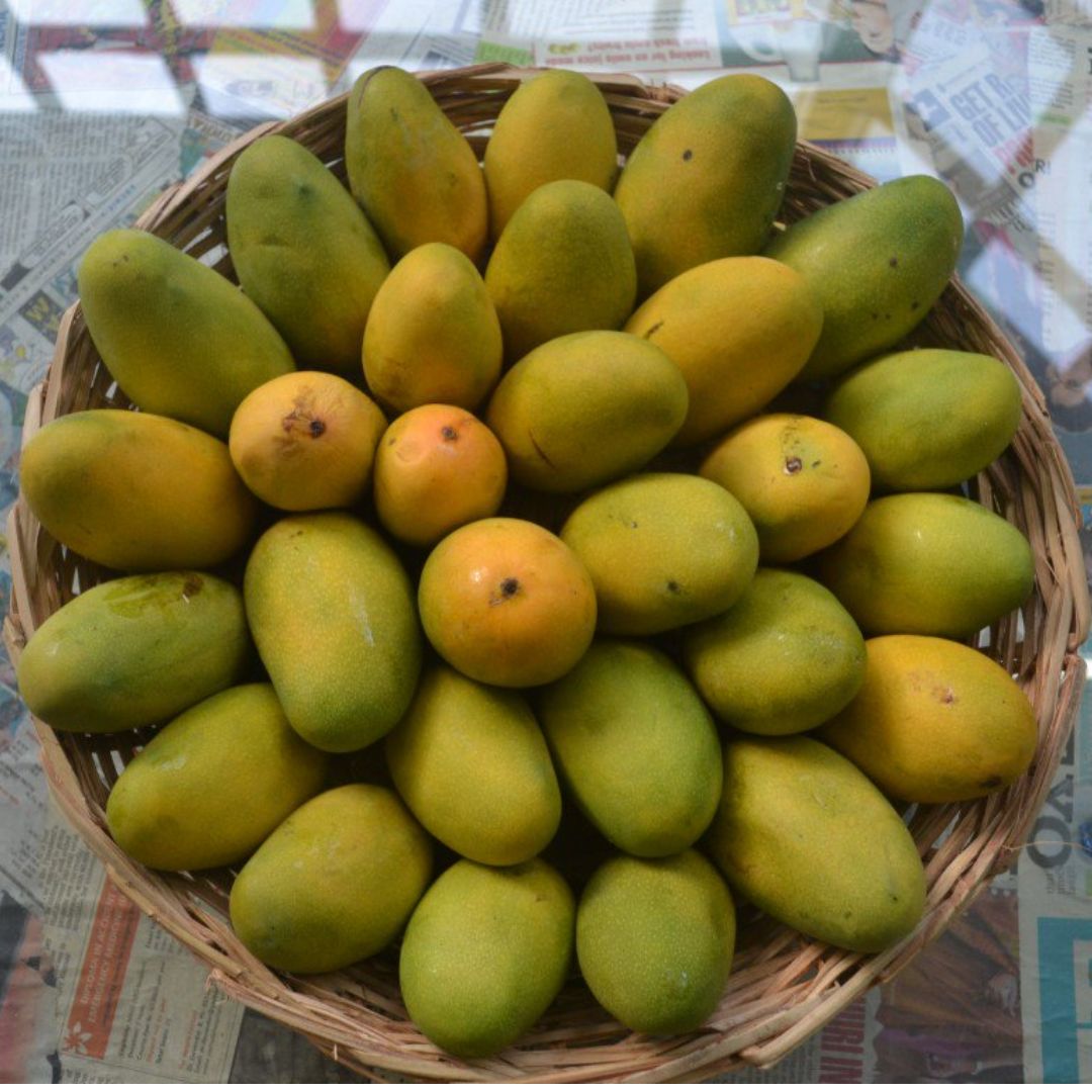 Multani Chausa Mangoes 