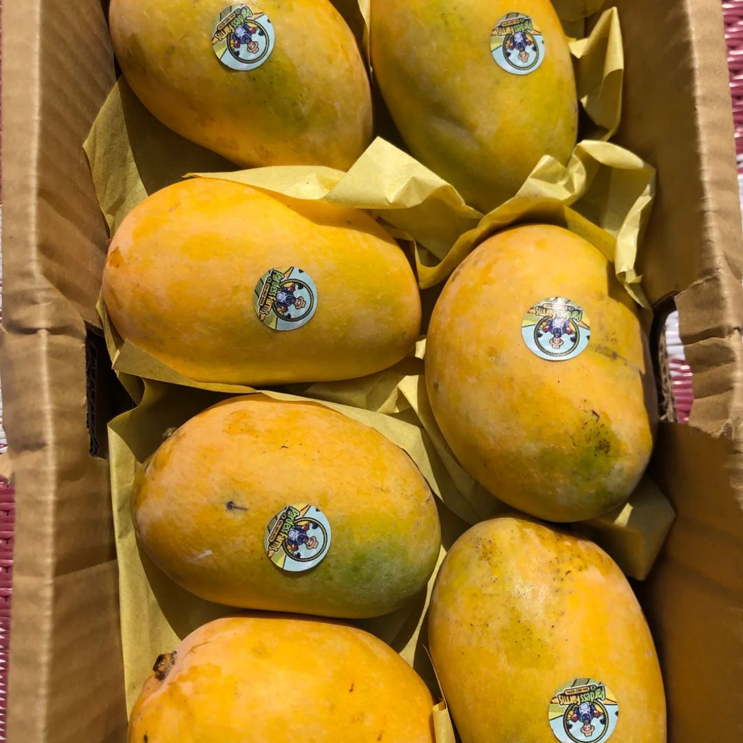 Fresh Mangoes Chausa Export Quality 