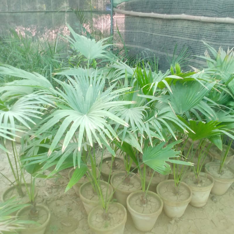 Palm plant