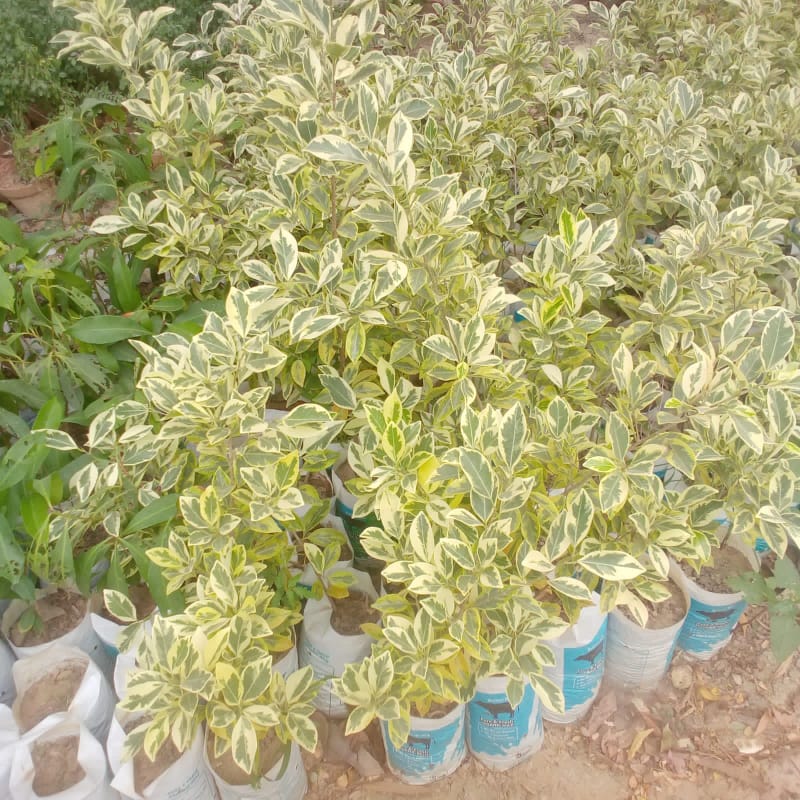 Star ficus plant