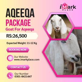 GOAT FOR AQEEQA