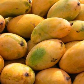Yummy Mangoes from the City of Mirpurkhas